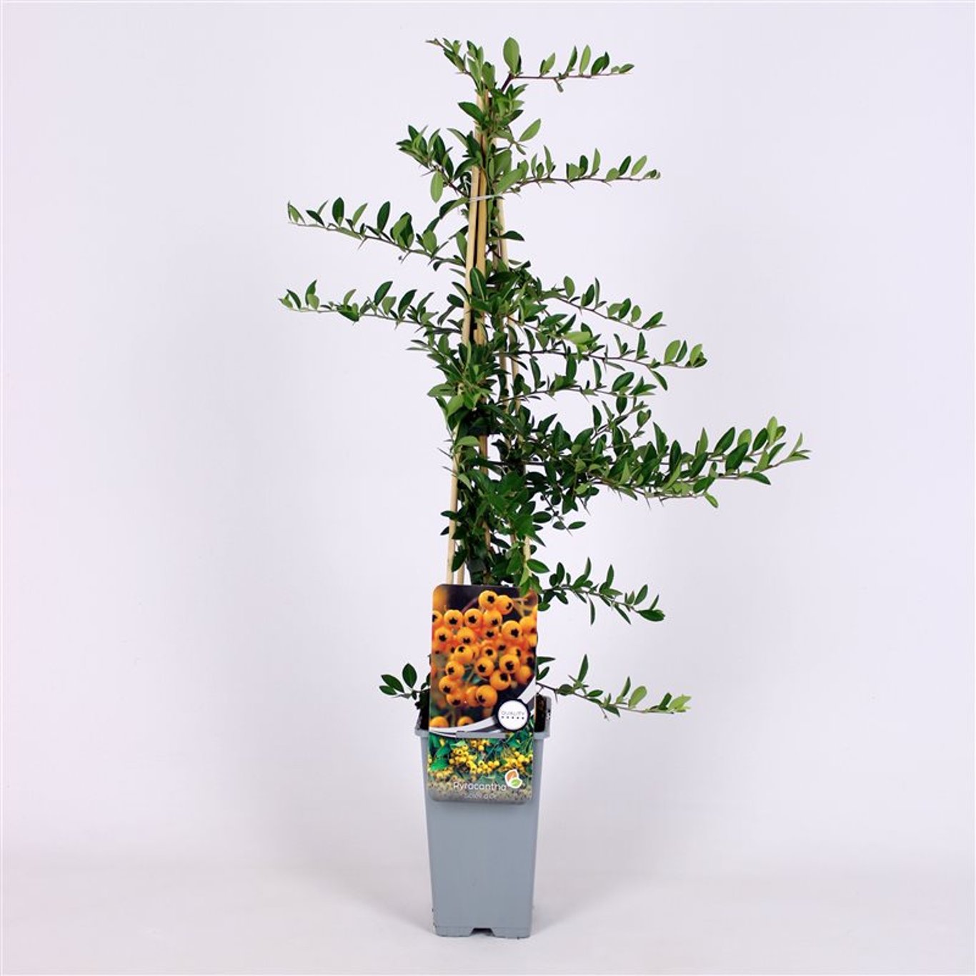 Pyracantha 'Soleil d'Or' - C2 70/+ CM